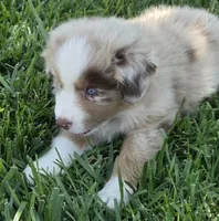Rmf asdr blue eyes, a female Australian Shepherd and Miniature Australian Shepherd for sale in Seibert, CO – 1 of 9