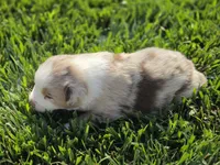 ROMEO RED MERLE ASDR, a male Australian Shepherd for sale in Seibert, CO – 5 of 7