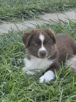 ASDR red tri male, a male Miniature Australian Shepherd for sale in Flagler, CO – 4 of 4
