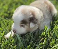 ELSA red merle girl ASDR, a female Miniature American Shepherd for sale in Seibert, CO – 3 of 7