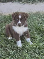 ASDR red tri male, a male Miniature Australian Shepherd for sale in Flagler, CO – 3 of 4