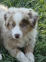 ASDR STUNNING red merle female, a female Australian Shepherd for sale in Flagler, CO – 5 of 5