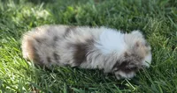 Rtm ASDR blue eyes, a male Australian Shepherd and Miniature American Shepherd for sale in Seibert, CO – 3 of 9