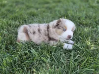 Rtm ASDR blue eyes, a male Australian Shepherd and Miniature American Shepherd for sale in Seibert, CO – 4 of 9