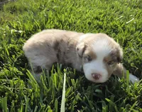 Breeze female asdr, a female Australian Shepherd for sale in Seibert, CO – 2 of 6