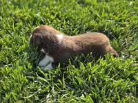 Doc red tri asdr, a male Miniature Australian Shepherd for sale in Seibert, CO – 6 of 7