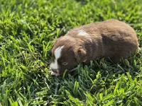 Doc red tri asdr, a male Miniature Australian Shepherd for sale in Seibert, CO – 3 of 7