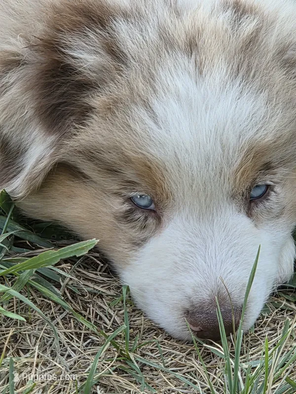 ASDR Boy red merle red merle blue eyes – Australian Shepherd, Miniature Australian Shepherd puppy for sale in Flagler, CO