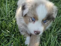 Rmf asdr blue eyes, a female Australian Shepherd and Miniature Australian Shepherd for sale in Seibert, CO – 2 of 9