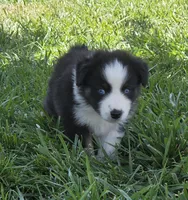 Blk tri blue eyes ASDR, a male Miniature American Shepherd for sale in Seibert, CO – 2 of 10