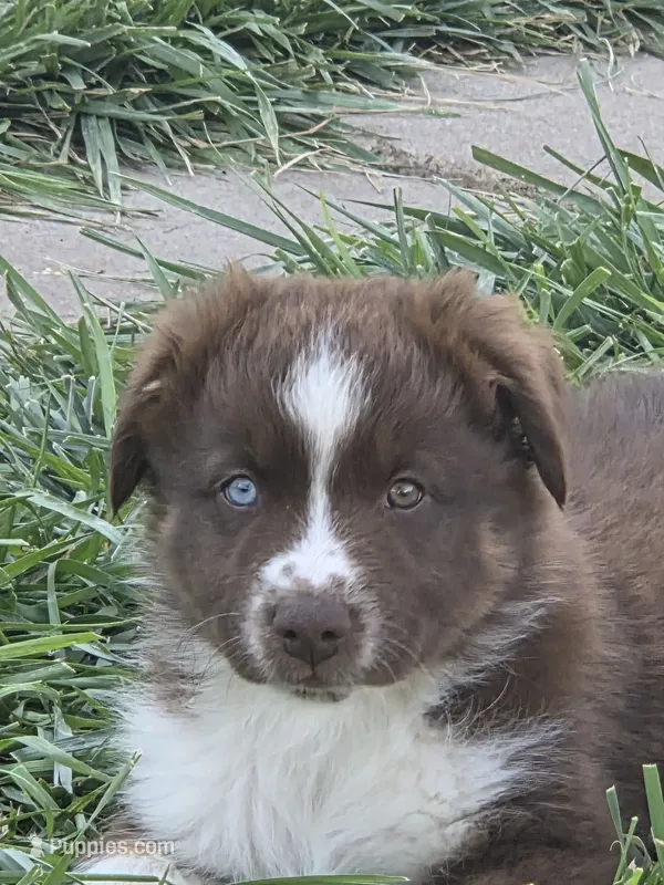 Rtm ASDR – Miniature Australian Shepherd puppy for sale in Seibert, CO