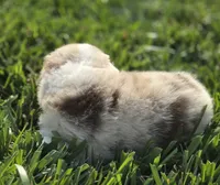ELSA red merle girl ASDR, a female Miniature American Shepherd for sale in Seibert, CO – 6 of 7
