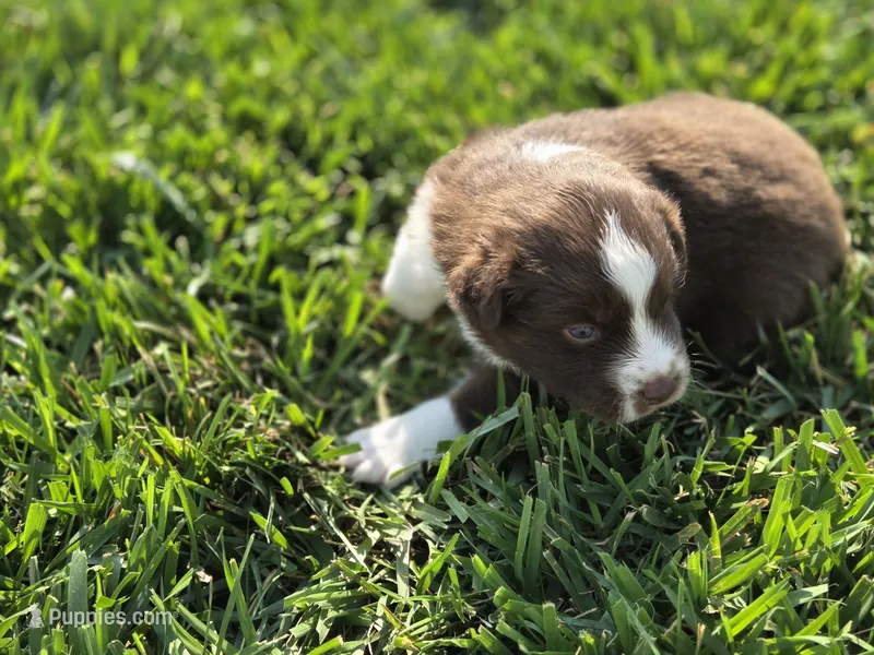Doc red tri asdr – Miniature Australian Shepherd puppy for sale in Seibert, CO