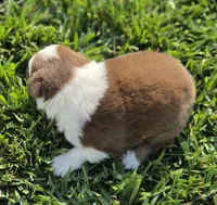 SNICKERS RT FEMALE ASDR, a female Australian Shepherd for sale in Seibert, CO – 3 of 7