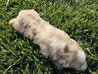 Breeze female asdr, a female Australian Shepherd for sale in Seibert, CO – 5 of 6