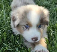 Rmf asdr blue eyes, a female Australian Shepherd and Miniature Australian Shepherd for sale in Seibert, CO – 5 of 9