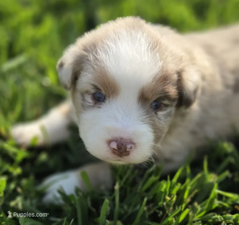 Breeze female asdr – Australian Shepherd puppy for sale in Seibert, CO