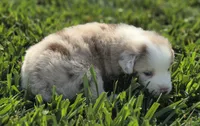 ELSA red merle girl ASDR, a female Miniature American Shepherd for sale in Seibert, CO – 7 of 7