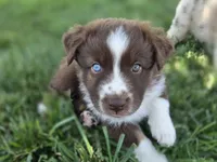 Rtm ASDR, a male Miniature Australian Shepherd for sale in Seibert, CO – 3 of 10