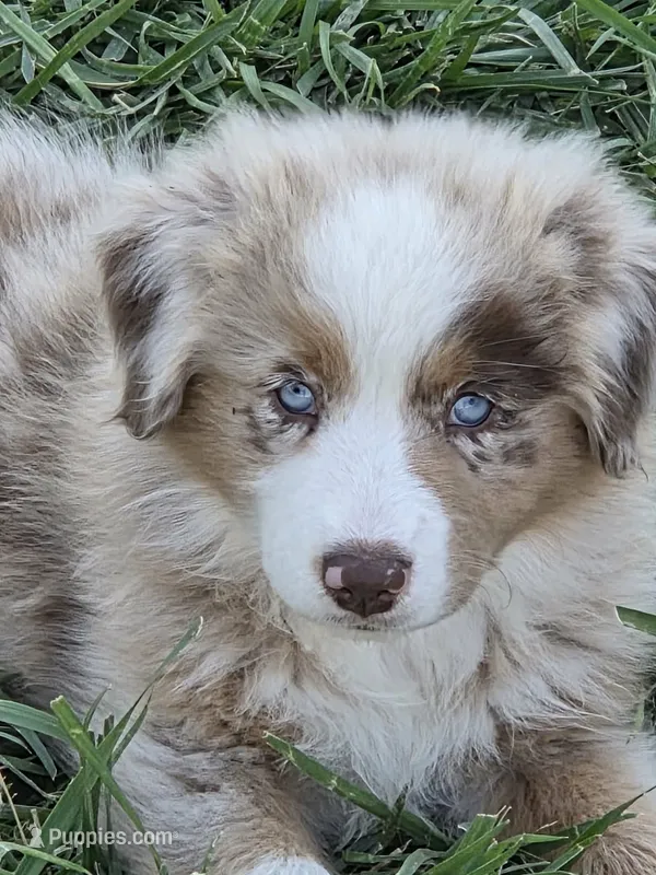Rmf asdr blue eyes – Australian Shepherd, Miniature Australian Shepherd puppy for sale in Seibert, CO