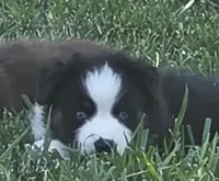 Blk tri blue eyes ASDR, a male Miniature American Shepherd for sale in Seibert, CO – 4 of 10