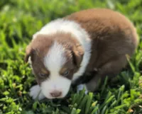 SNICKERS RT FEMALE ASDR, a female Australian Shepherd for sale in Seibert, CO – 7 of 7