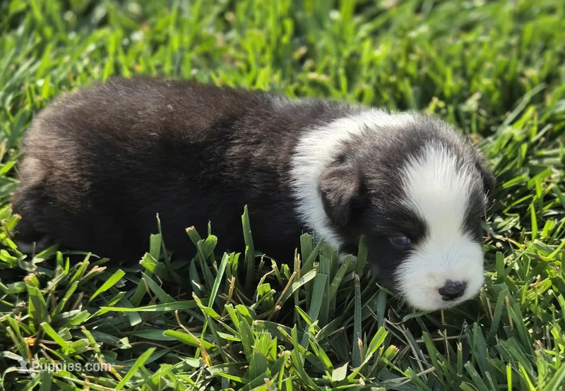 Echo blk tri male – Miniature Australian Shepherd puppy for sale in Seibert, CO
