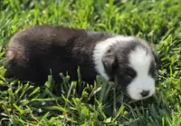 Echo blk tri male, a male Miniature Australian Shepherd for sale in Seibert, CO – 1 of 7