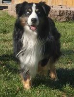 Blk tri blue eyes ASDR, a male Miniature American Shepherd for sale in Seibert, CO – 7 of 10