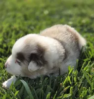 ELSA red merle girl ASDR, a female Miniature American Shepherd for sale in Seibert, CO – 5 of 7