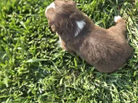 Doc red tri asdr, a male Miniature Australian Shepherd for sale in Seibert, CO – 7 of 7