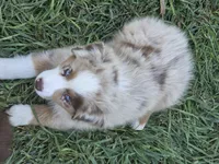 ASDR STUNNING red merle female, a female Australian Shepherd for sale in Flagler, CO – 3 of 5