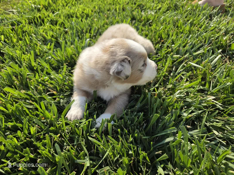 Breeze female asdr – Australian Shepherd puppy for sale in Seibert, CO