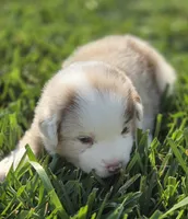 ELSA red merle girl ASDR, a female Miniature American Shepherd for sale in Seibert, CO – 1 of 7