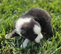 Echo blk tri male, a male Miniature Australian Shepherd for sale in Seibert, CO – 6 of 7