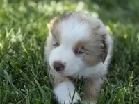 Rtm ASDR blue eyes, a male Australian Shepherd and Miniature American Shepherd for sale in Seibert, CO – 1 of 9