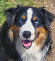 Rmf asdr blue eyes, a female Australian Shepherd and Miniature Australian Shepherd for sale in Seibert, CO – 9 of 9
