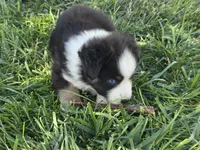 Blk tri blue eyes ASDR, a male Miniature American Shepherd for sale in Seibert, CO – 3 of 10