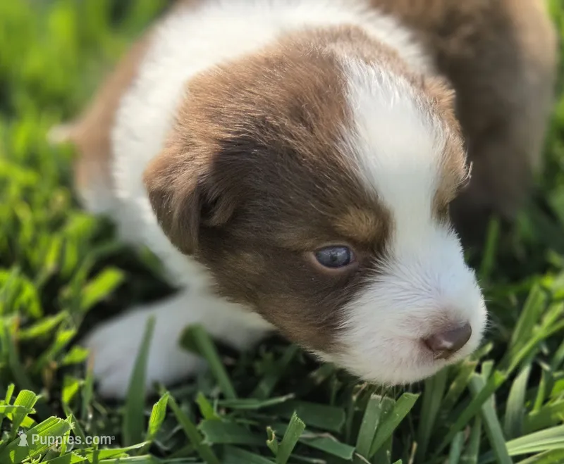 SNICKERS RT FEMALE ASDR – Australian Shepherd puppy for sale in Seibert, CO