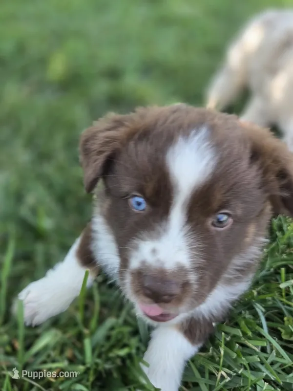 Rtm ASDR – Miniature Australian Shepherd puppy for sale in Seibert, CO