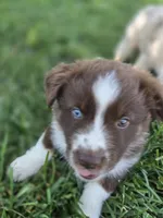 Rtm ASDR, a male Miniature Australian Shepherd for sale in Seibert, CO – 1 of 10