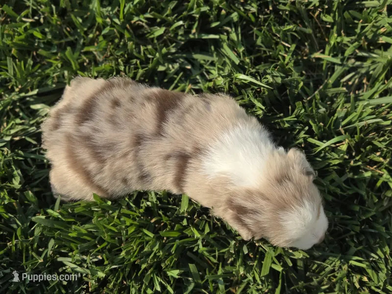 ROMEO RED MERLE ASDR – Australian Shepherd puppy for sale in Seibert, CO