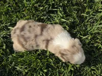 ROMEO RED MERLE ASDR, a male Australian Shepherd for sale in Seibert, CO – 6 of 7