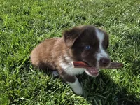 Rtm ASDR, a male Miniature Australian Shepherd for sale in Seibert, CO – 6 of 10