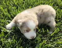 Breeze female asdr, a female Australian Shepherd for sale in Seibert, CO – 6 of 6