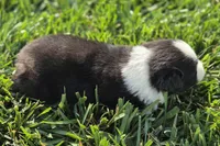 Echo blk tri male, a male Miniature Australian Shepherd for sale in Seibert, CO – 5 of 7