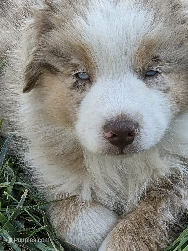 Rtm ASDR blue eyes – Australian Shepherd, Miniature American Shepherd puppy for sale in Seibert, CO