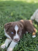 Rtm ASDR, a male Miniature Australian Shepherd for sale in Seibert, CO – 4 of 10