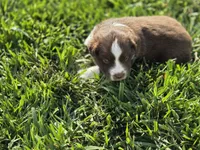 Doc red tri asdr, a male Miniature Australian Shepherd for sale in Seibert, CO – 5 of 7