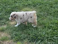 ASDR STUNNING red merle female, a female Australian Shepherd for sale in Flagler, CO – 4 of 5